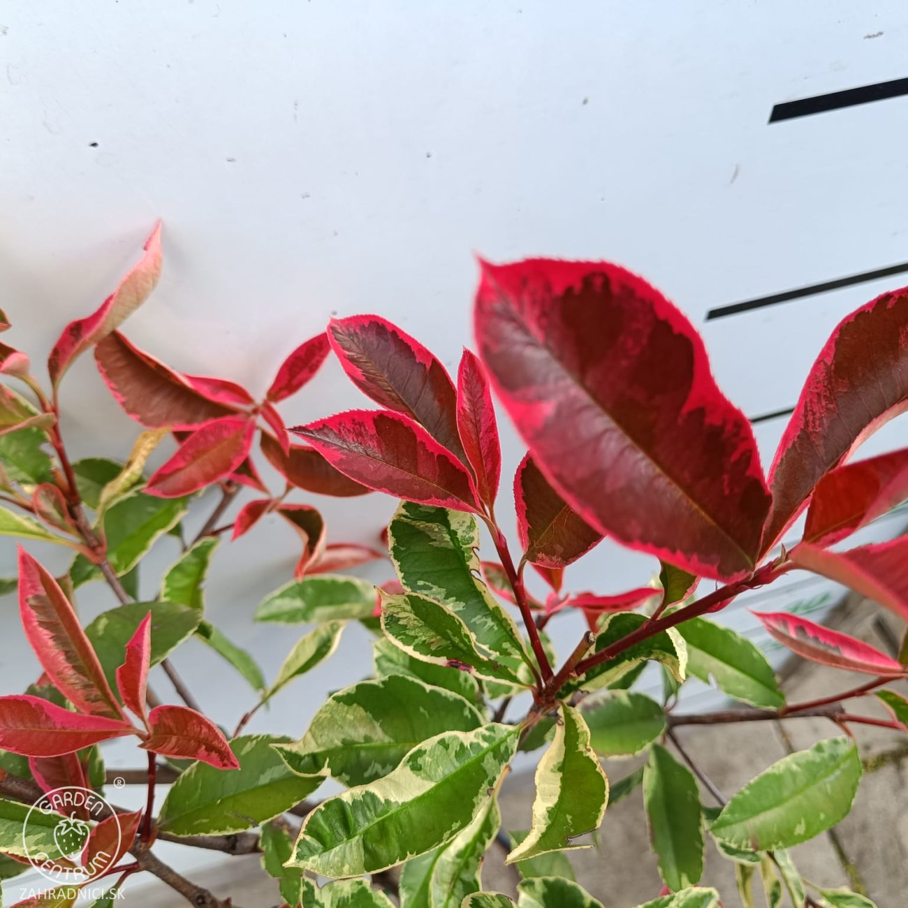 Obrázok Červienka fraserova (Photinia fraseri) ´PINK MARBLE´ - výška 90-100 cm, kont. C7L - NA KMIENKU